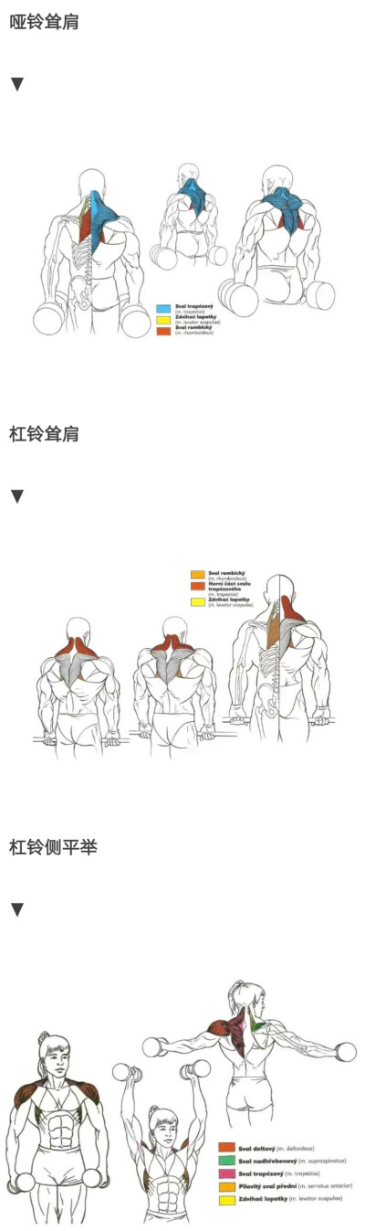 肩部锻炼