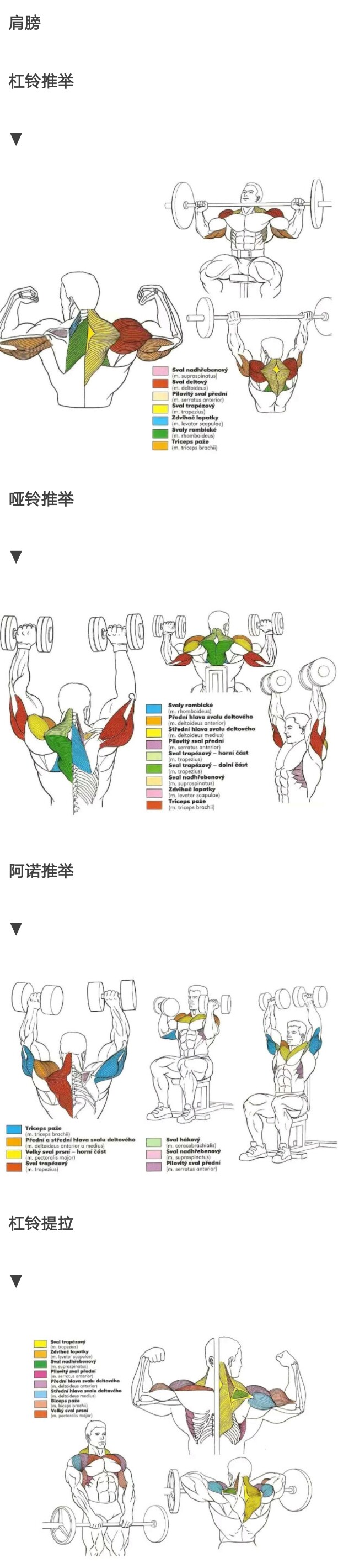 肩部锻炼