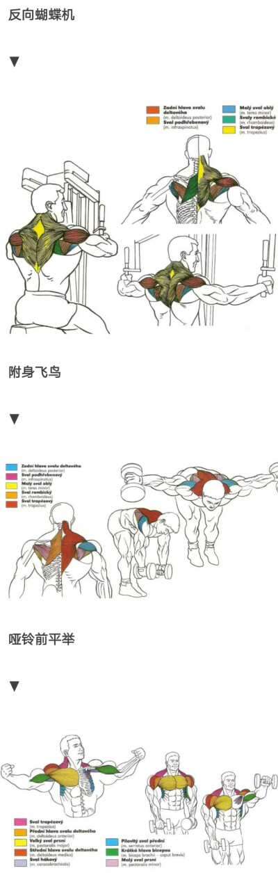 肩部锻炼