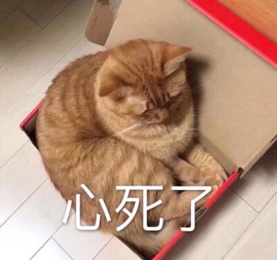 猫咪表情包 GIF