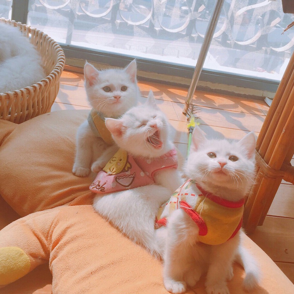 头像壁纸