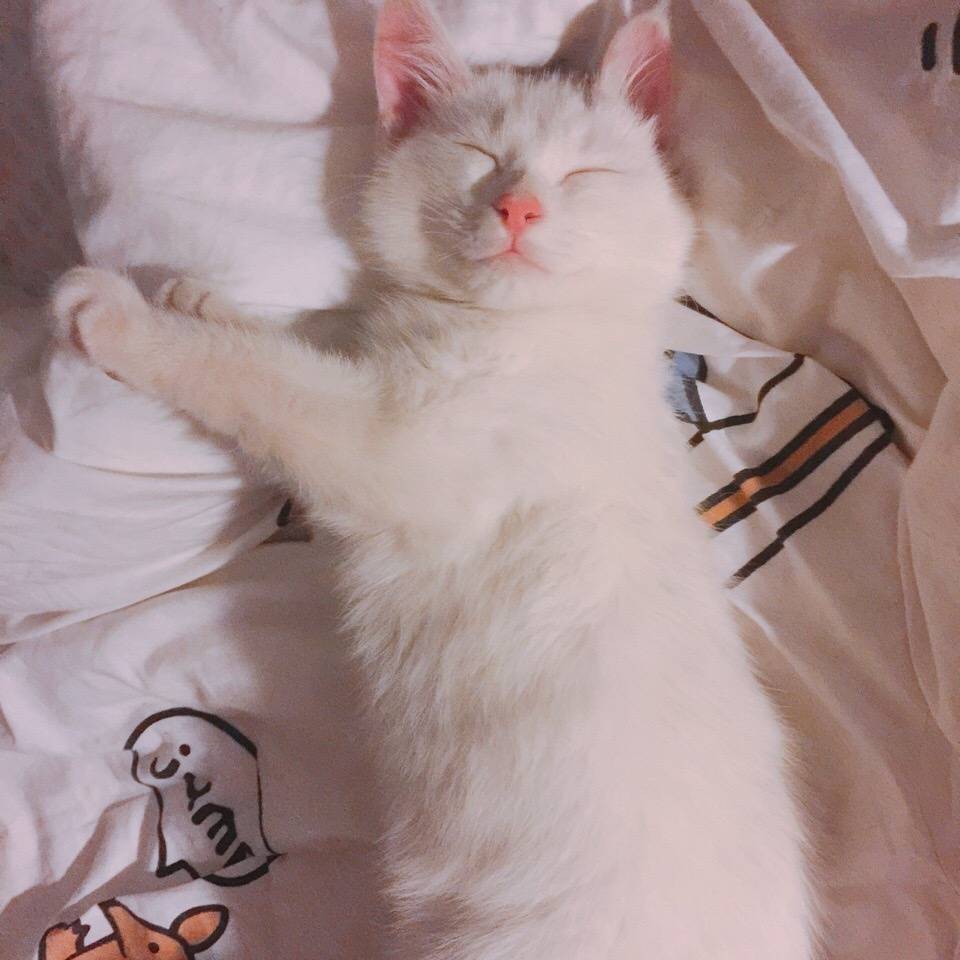头像壁纸
