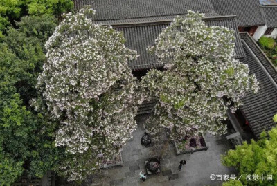 杭州西湖吴山景区内，两棵开满鲜花的楸树迎来最美季，他们距今已有500多年，如同一对比翼鸟，已在西湖边花开花落很多年！
