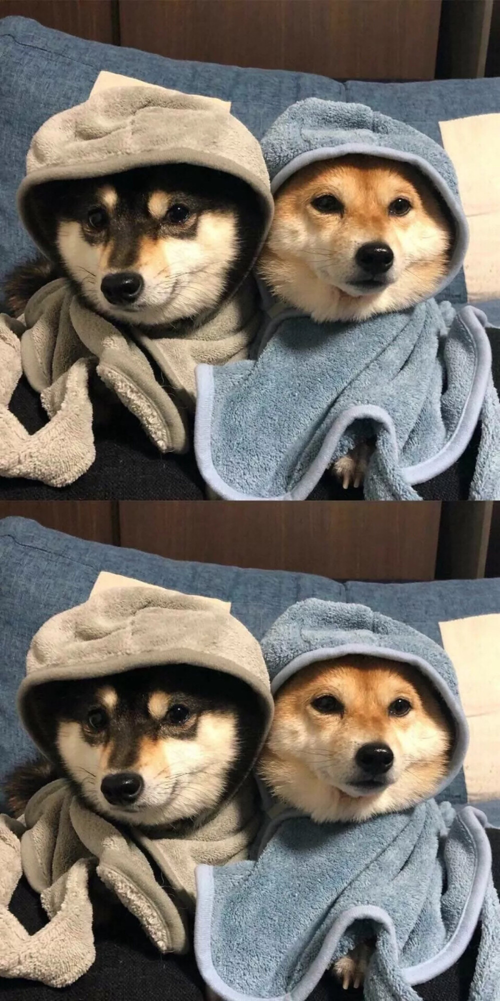 动物壁纸