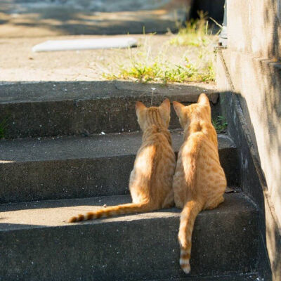 猫，有些是朋友的