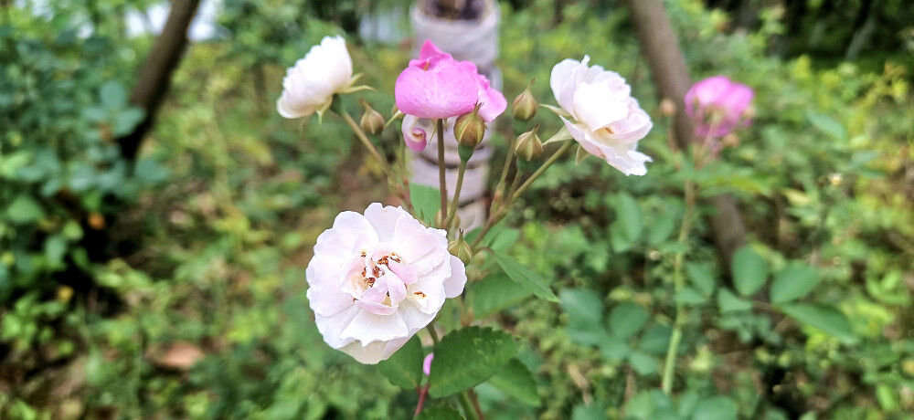 吉安視覺:后河味道的“七姊妹花”盛開 美麗多姿 溫馨浪漫