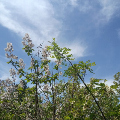 。杨槐花开了，揣着一口袋的开心满载而归，定格春天的味道春风如约而至，一定会吹暖每一个角落。