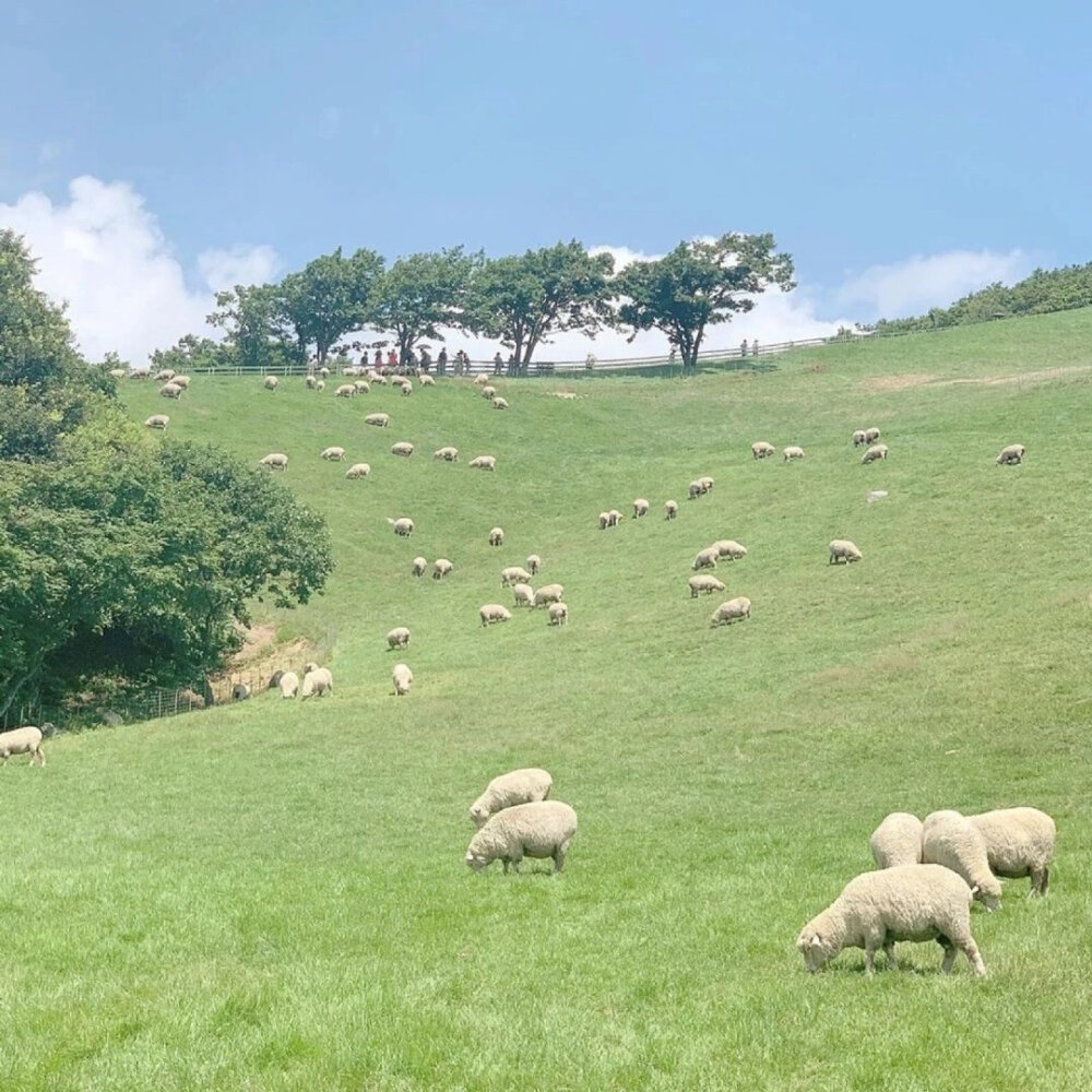 摘一束柔弱的火桑花
cr.微博