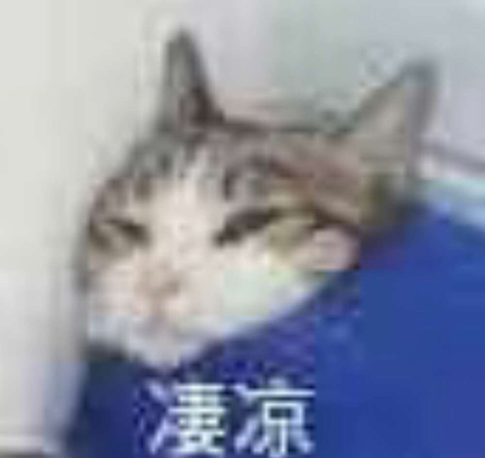 猫猫表情包 万能小表情 高糊 凄凉 倚靠 盖蓝色小被子