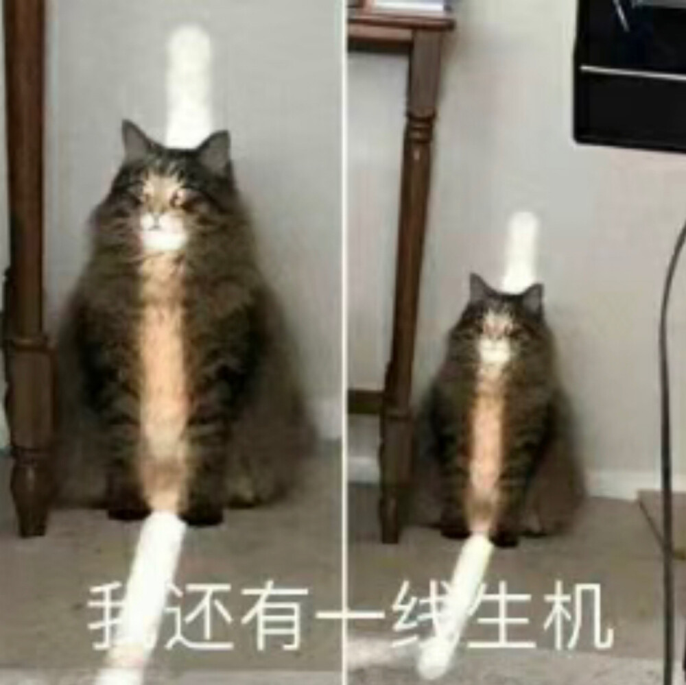 猫猫表情包 我还有一线生机