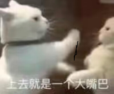 猫猫表情包 上去就是一个大嘴巴