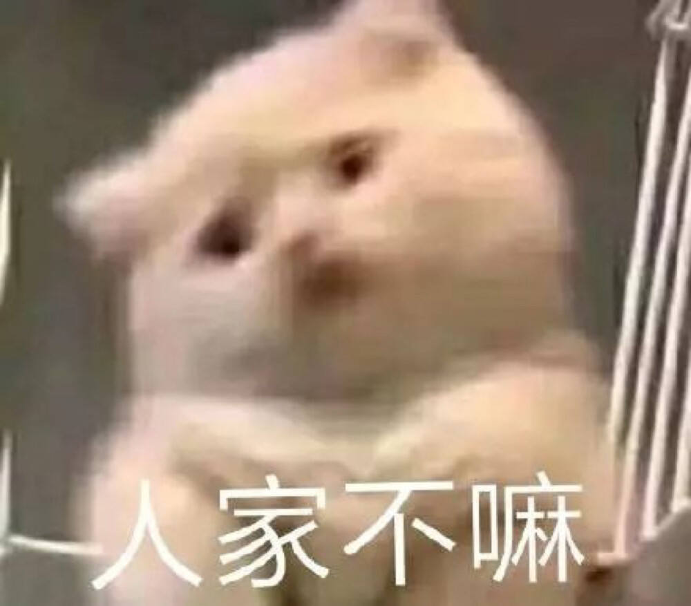 猫猫表情包 人家不嘛 撒娇