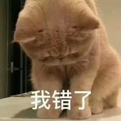 猫猫表情包 我错了 低头认错 态度良好