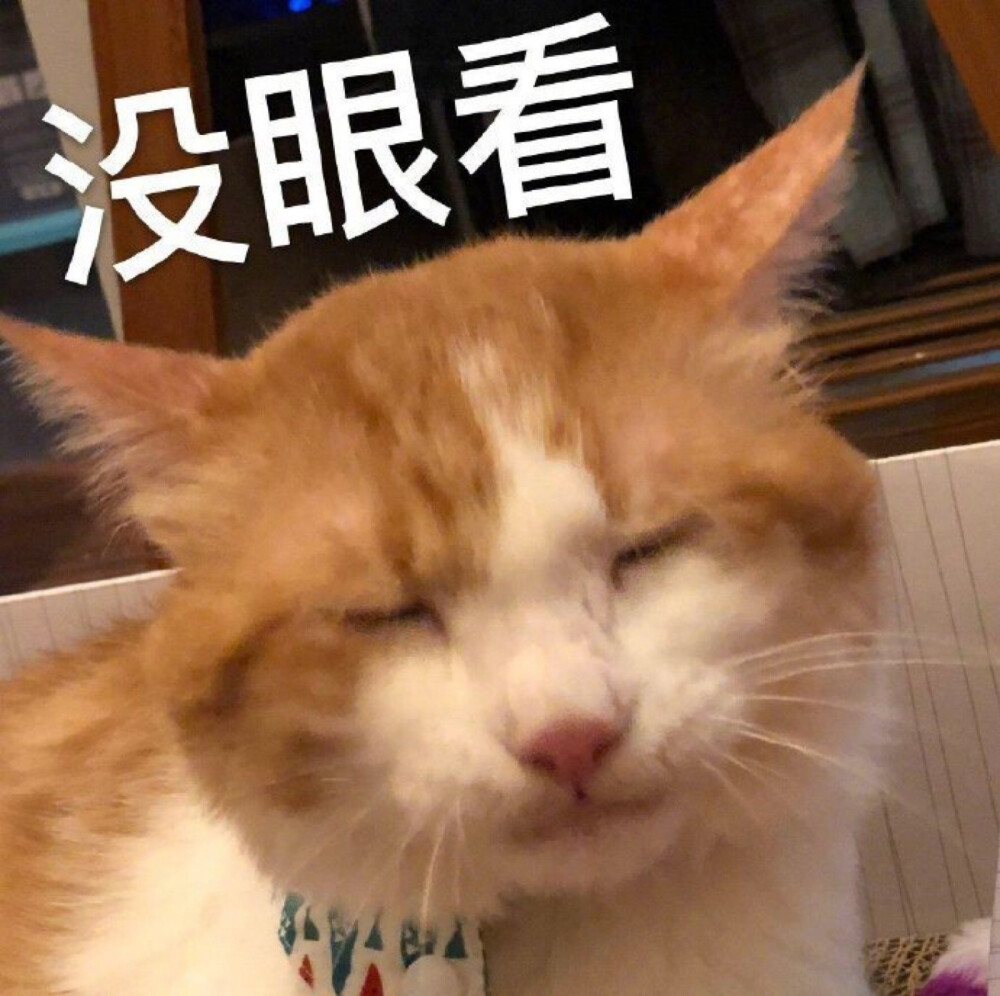 猫猫表情包 没眼看