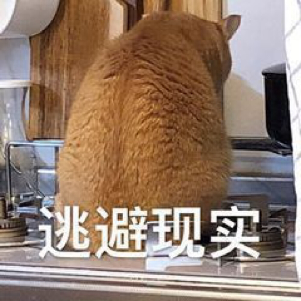 猫猫表情包 就算有宽厚的后背也逃避现实