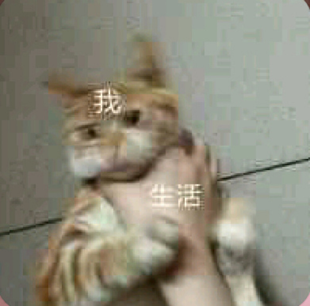 猫猫表情包 被生活掐住脖子