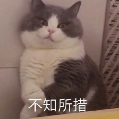 猫猫表情包 不知所措