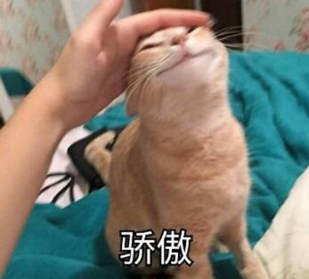 猫猫表情包 骄傲 得意 撸猫