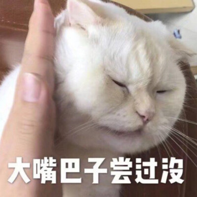 猫猫表情包 大嘴巴子尝过没