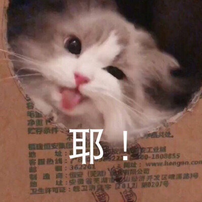 猫猫表情包 萌猫头像 耶！