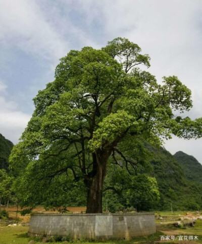 国家Ⅱ级珍稀濒危物种|我国西南地区特有种——滇桐和桂滇桐