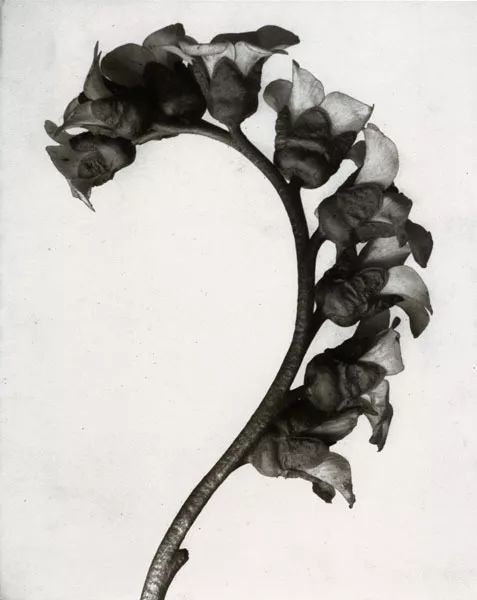 Karl Blossfeldt(1865-11932) / 自然的艺术