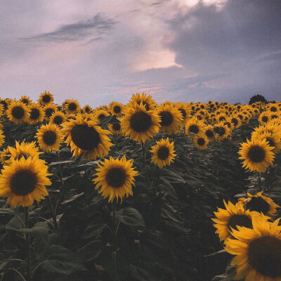  向日葵（Sunflowers ）沉默的爱“它的花语是沉默的爱。相传有一位女子爱上了太阳神，甘愿化为一株向日葵，每天观察着太阳的升降，始终注视着它，但是却没有将心中的爱诉诸于口。所以它便有了这样一个略带悲伤，但又…