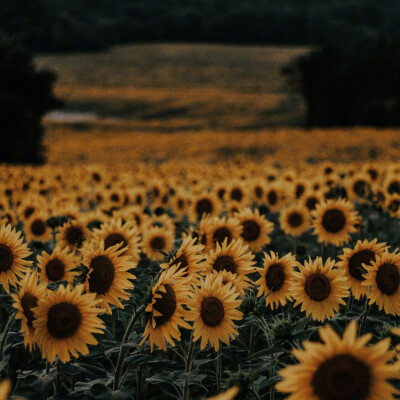  向日葵（Sunflowers ）沉默的爱“它的花语是沉默的爱。相传有一位女子爱上了太阳神，甘愿化为一株向日葵，每天观察着太阳的升降，始终注视着它，但是却没有将心中的爱诉诸于口。所以它便有了这样一个略带悲伤，但又…