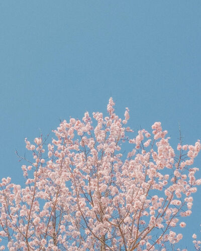 春天有樱花味的天空
以及一勺浓郁的風♡