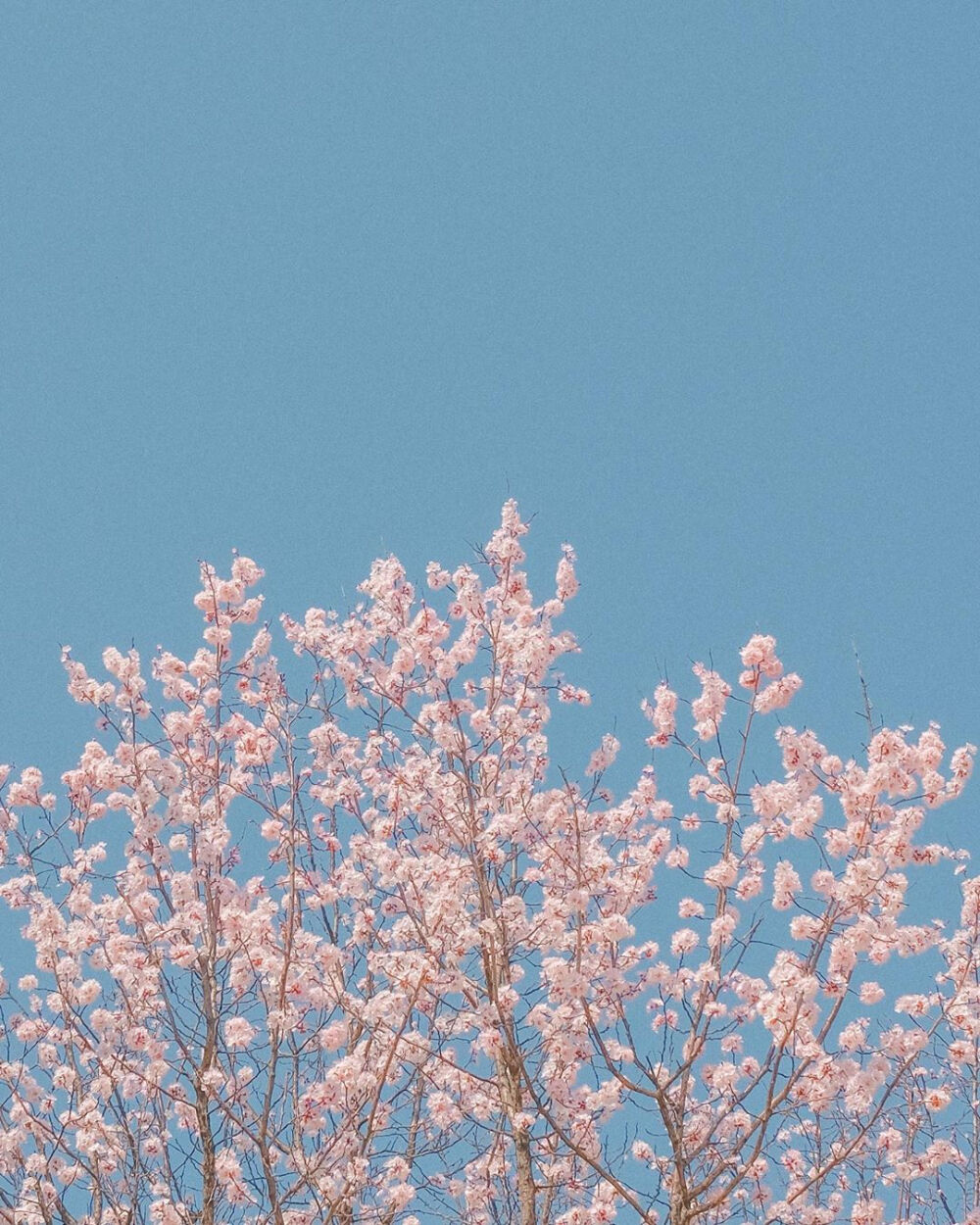 春天有樱花味的天空
以及一勺浓郁的風♡