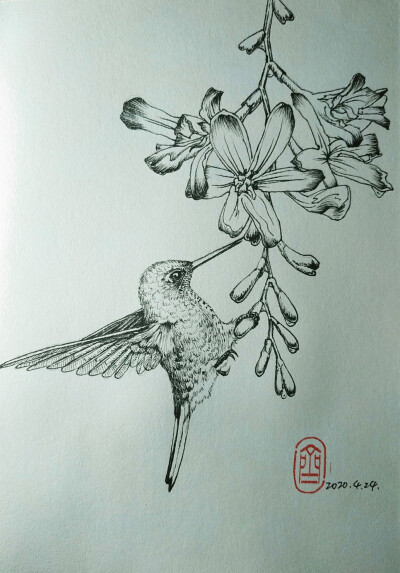 蜂鸟