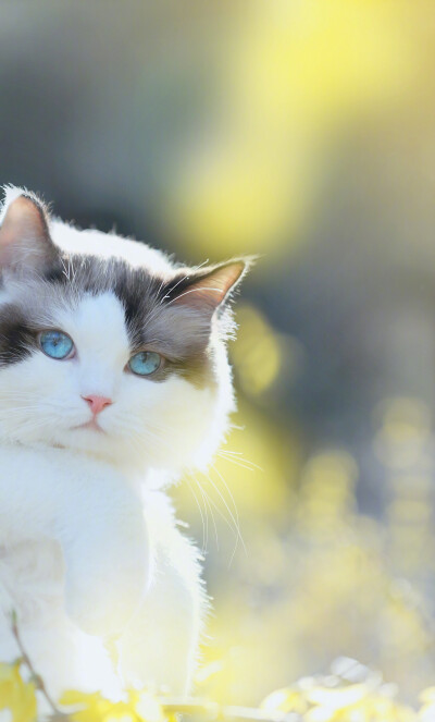 染一身杏花芳香，猫爪见证，人间最美四月天