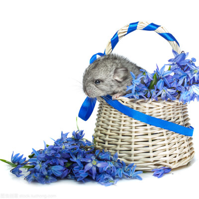 各种美翻摄影高清晰图片