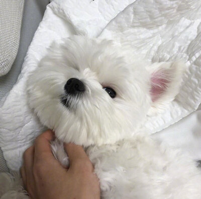 超可爱的马尔济斯犬#萌宠头像