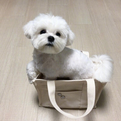 超可爱的马尔济斯犬#萌宠头像