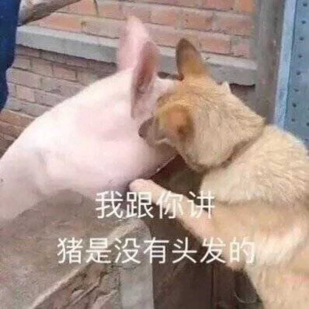 表情包