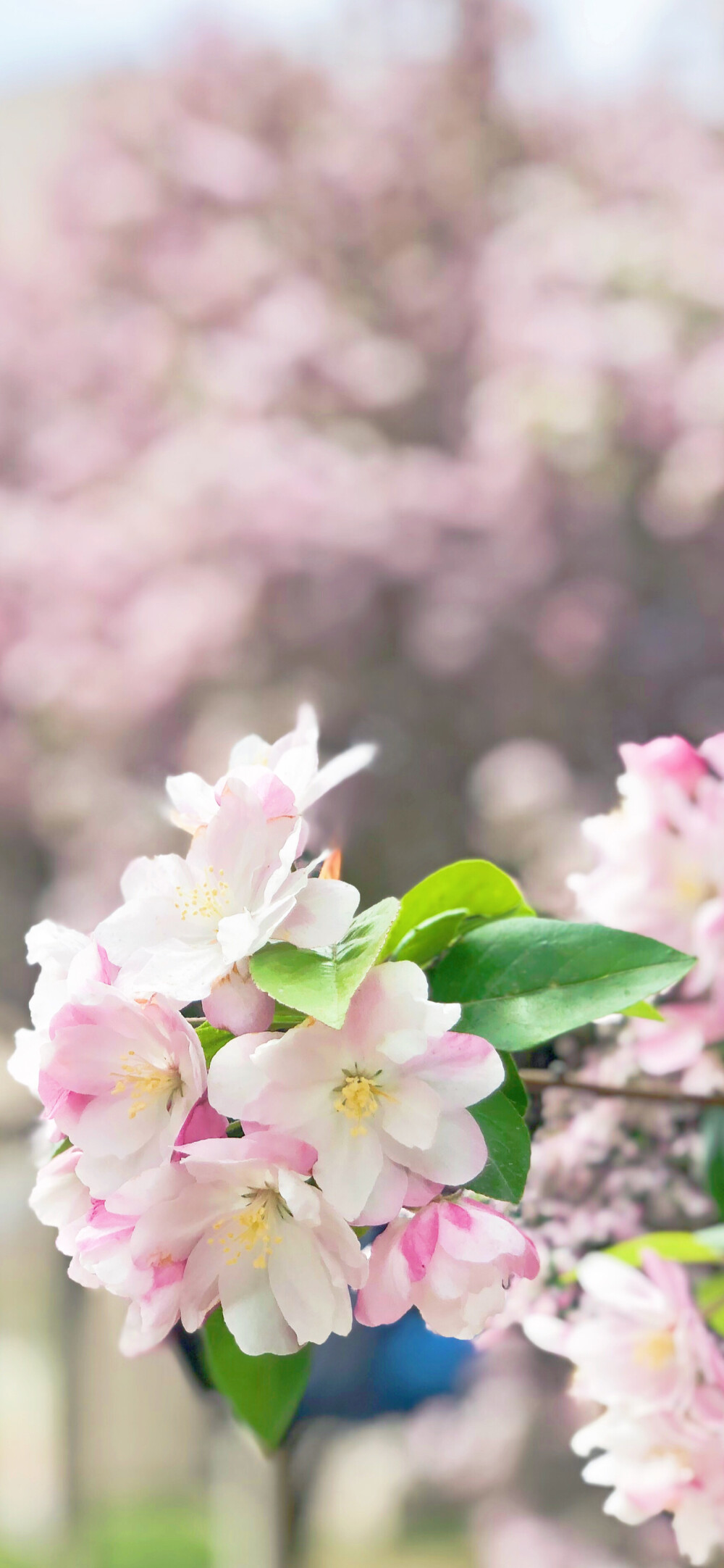 春到海棠花几信