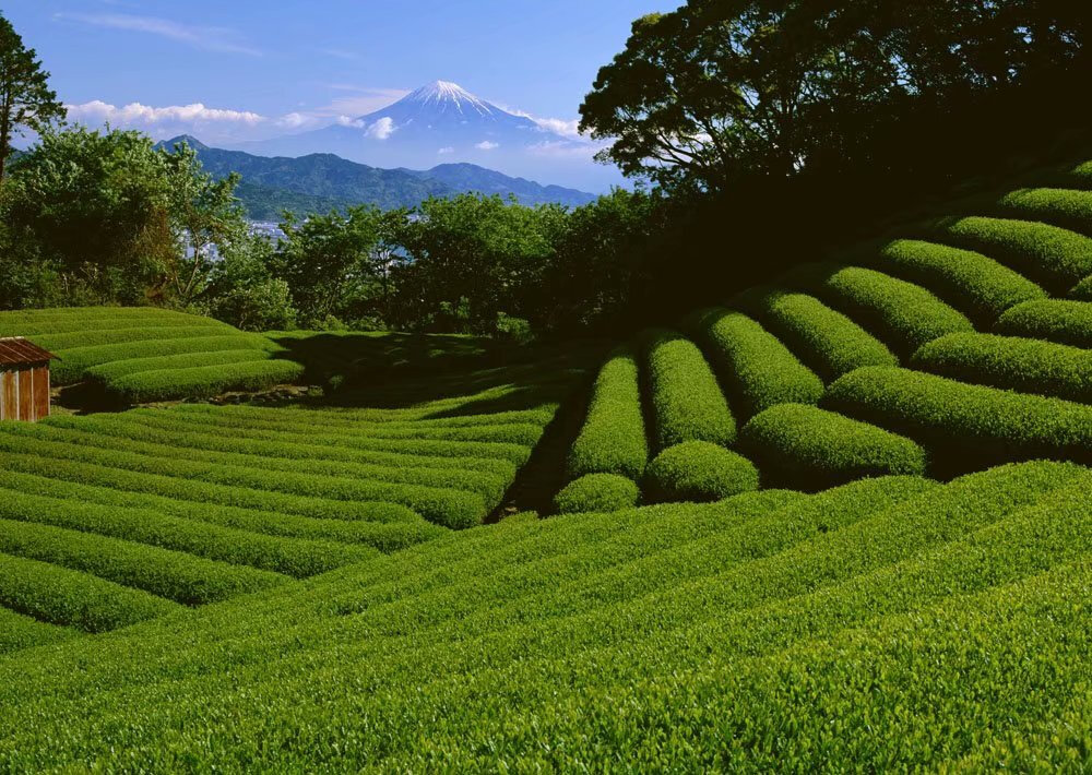 风景装扮着世界