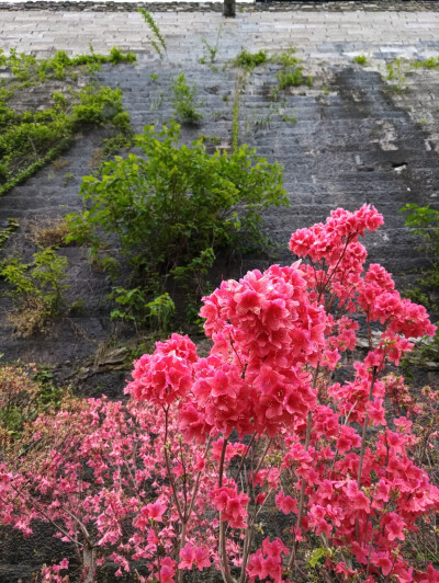 四月 芳菲