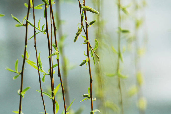 雨过条风着柳芽，淡黄浅绿嫩如花。