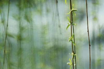 雨过条风着柳芽，淡黄浅绿嫩如花。