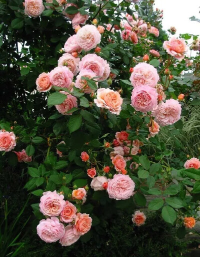 亚伯拉罕达比 月季
亚伯拉罕达比（Abraham Darby）
商用别名：Abraham/AUScot/ Candy Rain/ Country Darby
杏黄杏或混合，灌木。
注册名称：AUScot
展览名称：Abraham Darby
培育：1985英国。大卫奥斯汀（Davi…