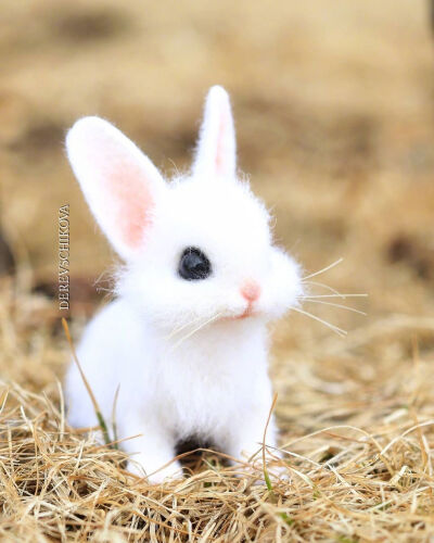 小兔子，白又白，两只耳朵竖起来。