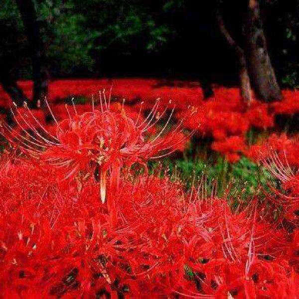 彼岸花分为红色、白色、黄色三种。传说中，红色彼岸花盛开于地狱，白色彼岸花绽放于天堂。红色的彼岸花又称曼珠沙华。佛经上说彼岸花，开一千年，落一千年，花叶永不相见。情不为因果，缘注定生死。而冥界唯一的花朵就是曼珠沙华，是生长在三涂河边的接引之花。传说花香具有魔力，能唤起前世的记忆。花开开彼岸，花开时看不见叶子，有叶子时看不到花，花叶两不相见，生生相错。彼岸花是黄泉路上唯一的风景，它在那里大批大批的开着花，远远看上去就是血所铺成的地毯，人们踏着这花的指引通向幽冥地狱。彼岸花的诅咒，在我们中国彼岸花通常是表达着无尽的思念、没有结果的爱情，又有离别、伤心、死亡之美的意思。而且，花叶两不相见（来自天庭的惩罚），纹彼岸花的人一般和喜欢的人最后都走不到一起。纹身纹彼岸花象征离别不祥的意思，彼岸花也成为死亡之花，所以一般不建议纹彼岸花的。相关传说，从前有个长相相关传说，从前有个长相奇丑的鬼爱上了一个美丽的公主，可正因为他丑，公主并不接受他，由于爱而不得，他只有把公主囚禁起来。后来，来了一个王子，他救出了公主并于她相爱，同时，王子用剑斩杀了鬼。鬼的血溅在乱草之中，一种红白相同的花从此便在那里绚丽的绽放开来