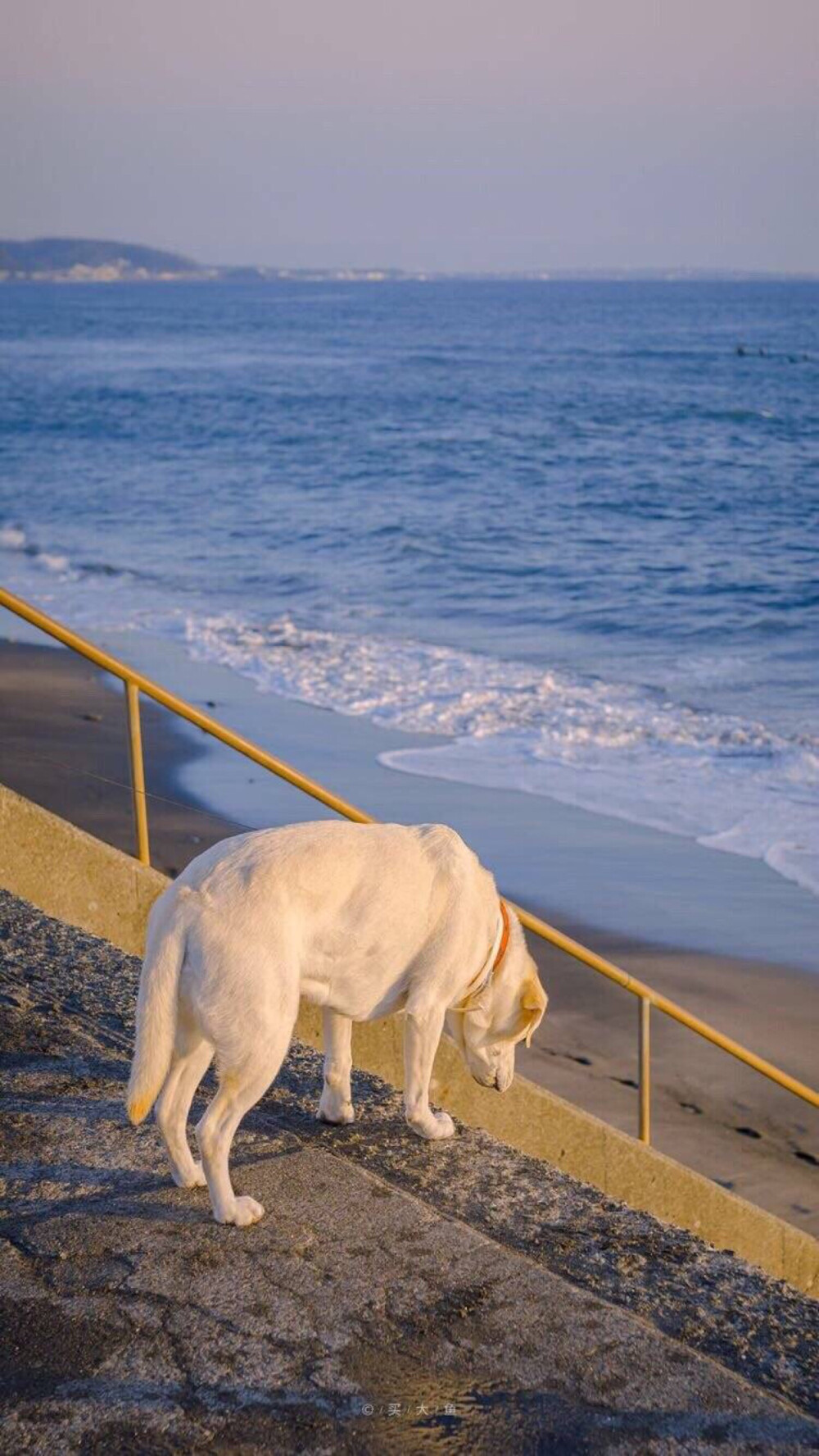 海边 狗狗 壁纸