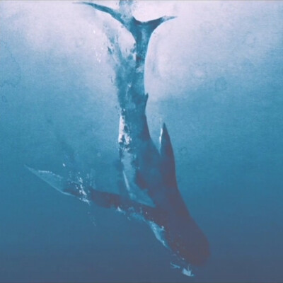 一鲸落，万物生
One whale falls, and everything lives.