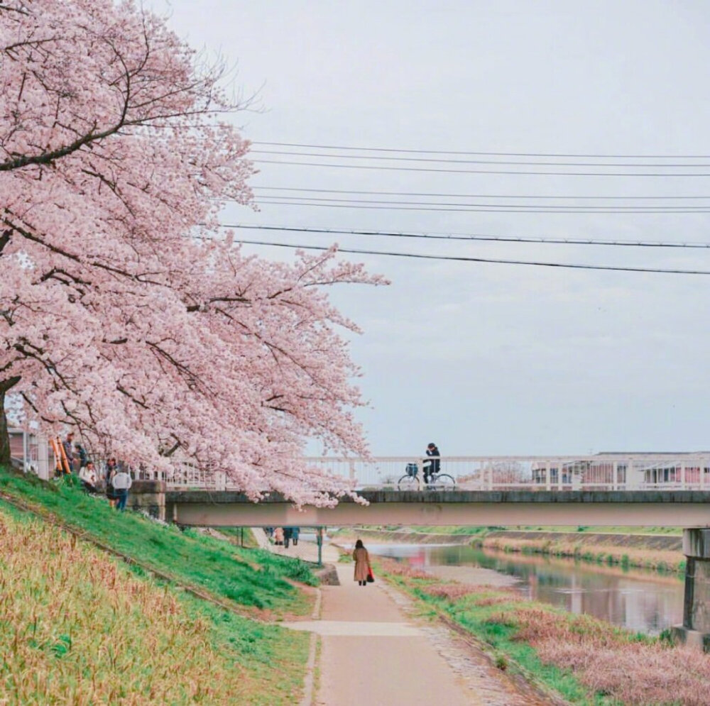 【原创】武陵春（八庚平声）
浪涌涛声雷电响，
阵雨降青城。两岸荷花岁月明，景色也传情。
早起游人微步看，滑桨荡舟轻。
但见渔家撒网盈，不负五更惊。
画堂春（一先平声）
小舟滑桨过江天，码头摆渡行船。
岸堤垂钓坐溪边，辰起晴欢。
野鹤起飞啼叫，鸳鸯戏水留连。
夏盈百鸟结缘，此线谁牵。
清平乐（十四寒平声）
雾晴观看，野鹤闲云唤。
时落江边阳光灿，巢筑苇塘靠岸。
两岸柳绿欣欢，万朵茉莉奇观。
百合飘香蕊放 ，争奇斗艳梅兰。
西江月（五歌平声）
百卉枝头争艳，万花开放欢歌。小溪流淌绕山坡 ，荷伞青蛙跃过。
野鹤苇塘飞落，
鸳鸯戏水游河。狂风暴雨浪涛多，
正是春光伴我。
文/李文革
202