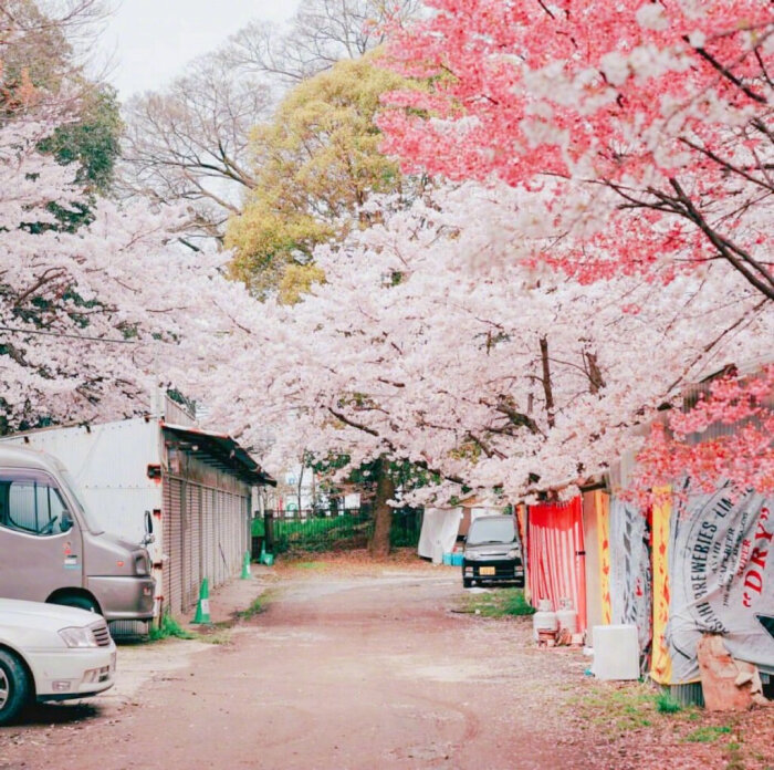 【原创】武陵春（八庚平声）
浪涌涛声雷电响，
阵雨降青城。两岸荷花岁月明，景色也传情。
早起游人微步看，滑桨荡舟轻。
但见渔家撒网盈，不负五更惊。
画堂春（一先平声）
小舟滑桨过江天，码头摆渡行船。
岸堤垂钓坐溪边，辰起晴欢。
野鹤起飞啼叫，鸳鸯戏水留连。
夏盈百鸟结缘，此线谁牵。
清平乐（十四寒平声）
雾晴观看，野鹤闲云唤。
时落江边阳光灿，巢筑苇塘靠岸。
两岸柳绿欣欢，万朵茉莉奇观。
百合飘香蕊放 ，争奇斗艳梅兰。
西江月（五歌平声）
百卉枝头争艳，万花开放欢歌。小溪流淌绕山坡 ，荷伞青蛙跃过。
野鹤苇塘飞落，
鸳鸯戏水游河。狂风暴雨浪涛多，
正是春光伴我。
文/李文革
2020.4.25（@一诗一文 ） #诗词# #春天