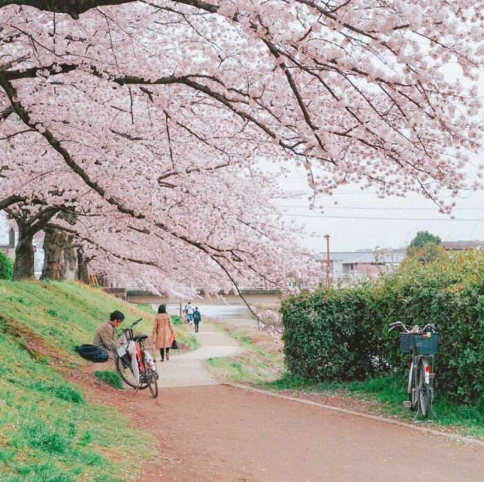 【原创】武陵春（八庚平声）
浪涌涛声雷电响，
阵雨降青城。两岸荷花岁月明，景色也传情。
早起游人微步看，滑桨荡舟轻。
但见渔家撒网盈，不负五更惊。
画堂春（一先平声）
小舟滑桨过江天，码头摆渡行船。
岸堤垂钓坐溪边，辰起晴欢。
野鹤起飞啼叫，鸳鸯戏水留连。
夏盈百鸟结缘，此线谁牵。
清平乐（十四寒平声）
雾晴观看，野鹤闲云唤。
时落江边阳光灿，巢筑苇塘靠岸。
两岸柳绿欣欢，万朵茉莉奇观。
百合飘香蕊放 ，争奇斗艳梅兰。
西江月（五歌平声）
百卉枝头争艳，万花开放欢歌。小溪流淌绕山坡 ，荷伞青蛙跃过。
野鹤苇塘飞落，
鸳鸯戏水游河。狂风暴雨浪涛多，
正是春光伴我。
文/李文革
2020.4.25（@一诗一文 ） #诗词# #春天