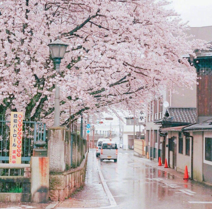 【原创】武陵春（八庚平声）
浪涌涛声雷电响，
阵雨降青城。两岸荷花岁月明，景色也传情。
早起游人微步看，滑桨荡舟轻。
但见渔家撒网盈，不负五更惊。
画堂春（一先平声）
小舟滑桨过江天，码头摆渡行船。
岸堤垂钓坐溪边，辰起晴欢。
野鹤起飞啼叫，鸳鸯戏水留连。
夏盈百鸟结缘，此线谁牵。
清平乐（十四寒平声）
雾晴观看，野鹤闲云唤。
时落江边阳光灿，巢筑苇塘靠岸。
两岸柳绿欣欢，万朵茉莉奇观。
百合飘香蕊放 ，争奇斗艳梅兰。
西江月（五歌平声）
百卉枝头争艳，万花开放欢歌。小溪流淌绕山坡 ，荷伞青蛙跃过。
野鹤苇塘飞落，
鸳鸯戏水游河。狂风暴雨浪涛多，
正是春光伴我。
文/李文革
2020.4.25（@一诗一文 ） #诗词# #春天